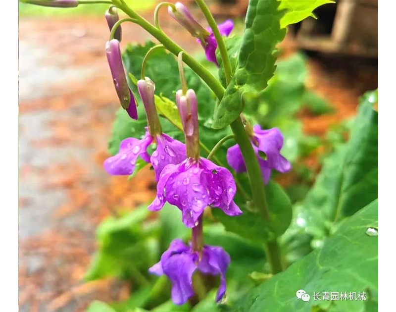 蘭花種子